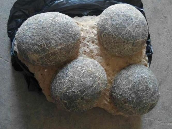 恐龍蛋100萬以上圖片【世界上最珍貴的品種—恐龍蛋化石在江西亮相】