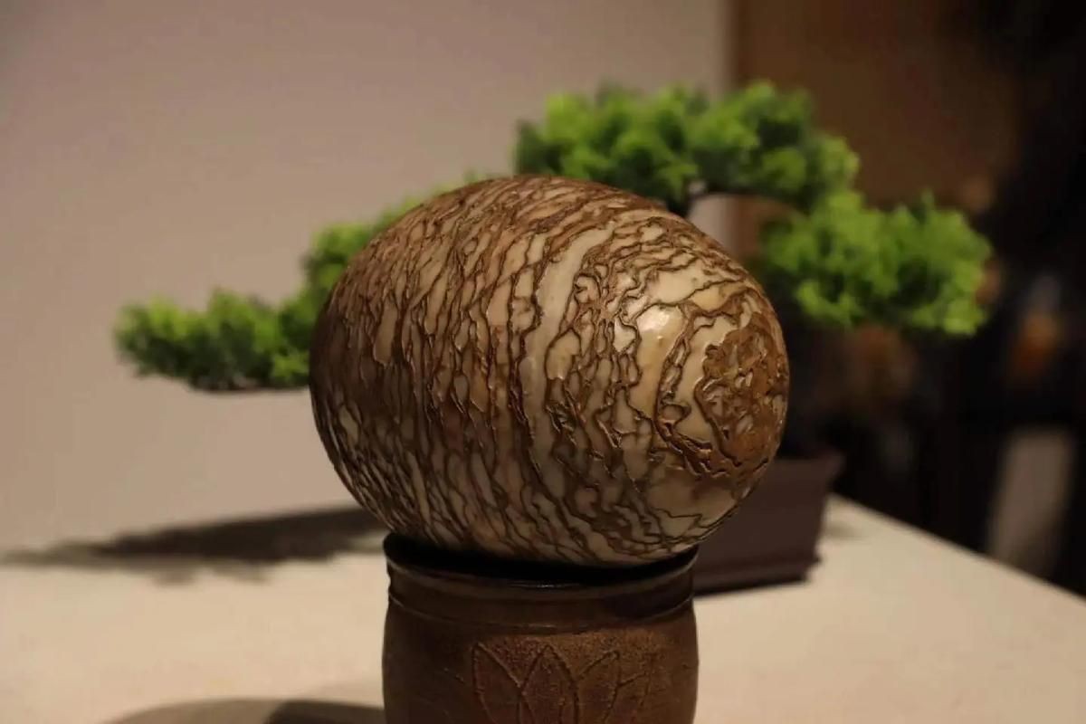 恐龍蛋100萬以上圖片【世界上最珍貴的品種—恐龍蛋化石在江西亮相】