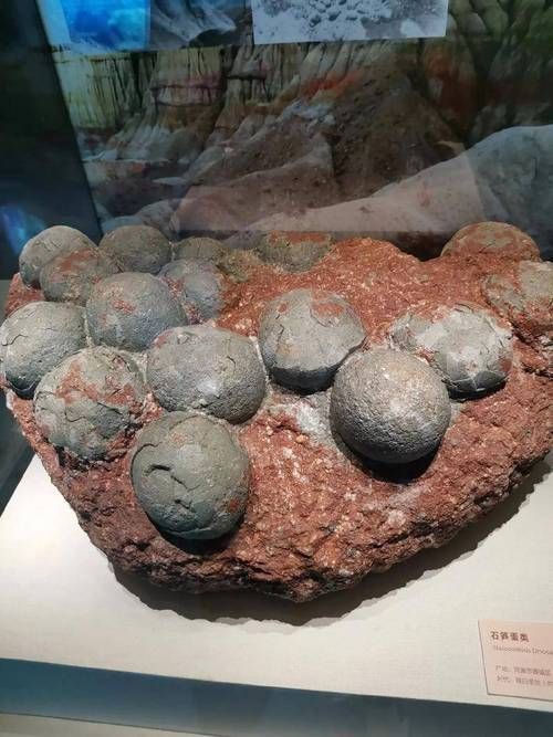 恐龍蛋100萬以上圖片【世界上最珍貴的品種—恐龍蛋化石在江西亮相】