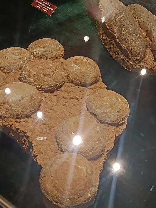 恐龍蛋100萬以上圖片【世界上最珍貴的品種—恐龍蛋化石在江西亮相】