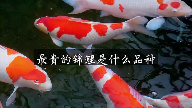 丹頂錦鯉哪個品種最值錢【丹頂錦鯉多少錢一條附丹頂錦鯉多少錢一條林業(yè)衛(wèi)士展開】