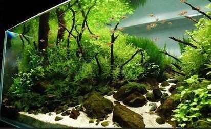 寧德魚缸定做【寧德魚缸定做摘要在寧德地區專業的魚缸定做服務正蓬勃興起】
