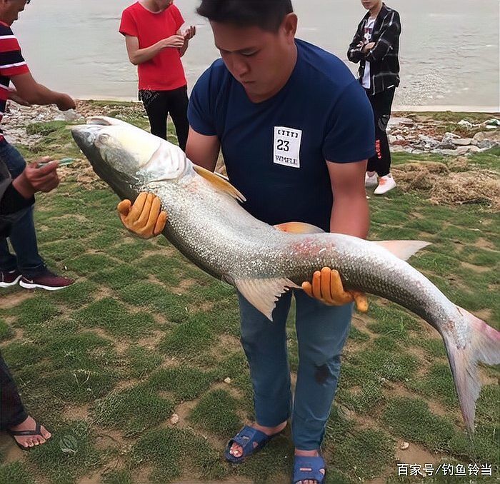 淡水老虎魚圖片大全【“淡水老虎魚”有多猛一條魚清空一片魚塘】