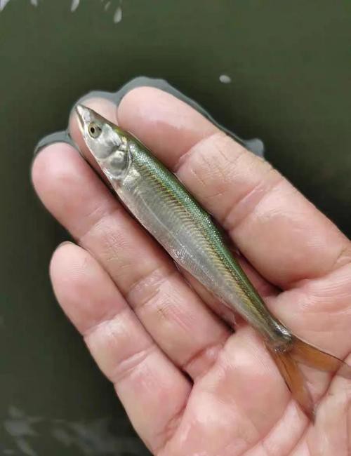 淡水老虎魚圖片大全【“淡水老虎魚”有多猛一條魚清空一片魚塘】