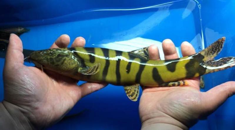 淡水老虎魚圖片大全【“淡水老虎魚”有多猛一條魚清空一片魚塘】
