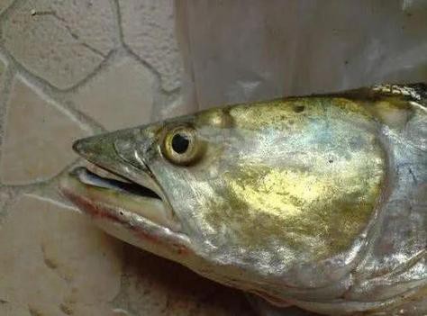 淡水老虎魚圖片大全【“淡水老虎魚”有多猛一條魚清空一片魚塘】