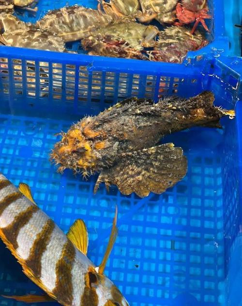 淡水老虎魚圖片大全【“淡水老虎魚”有多猛一條魚清空一片魚塘】