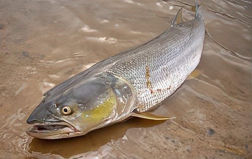 淡水老虎魚圖片大全【“淡水老虎魚”有多猛一條魚清空一片魚塘】