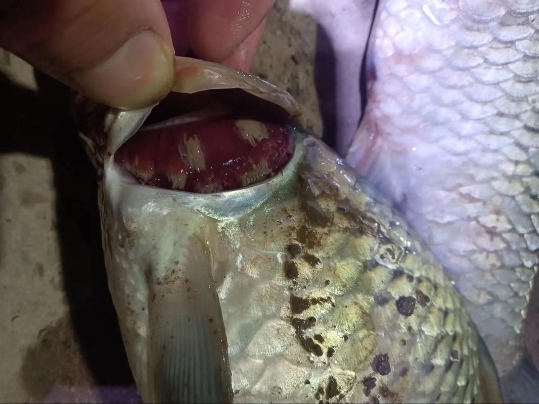 魚身上潰爛的癥狀圖片【關于魚身上潰爛的癥狀圖片】