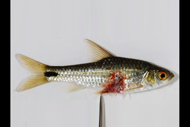 魚身上潰爛的癥狀圖片【關于魚身上潰爛的癥狀圖片】