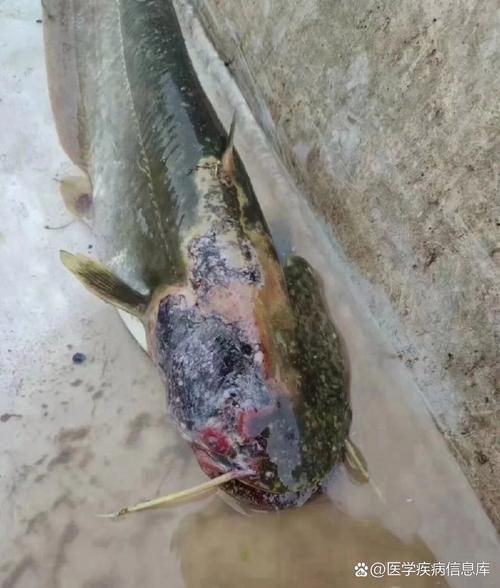 魚身上潰爛的癥狀圖片【關于魚身上潰爛的癥狀圖片】