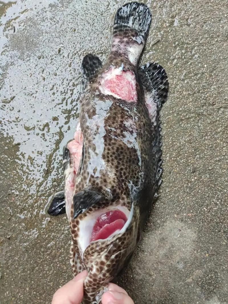 魚身上潰爛的癥狀圖片【關于魚身上潰爛的癥狀圖片】