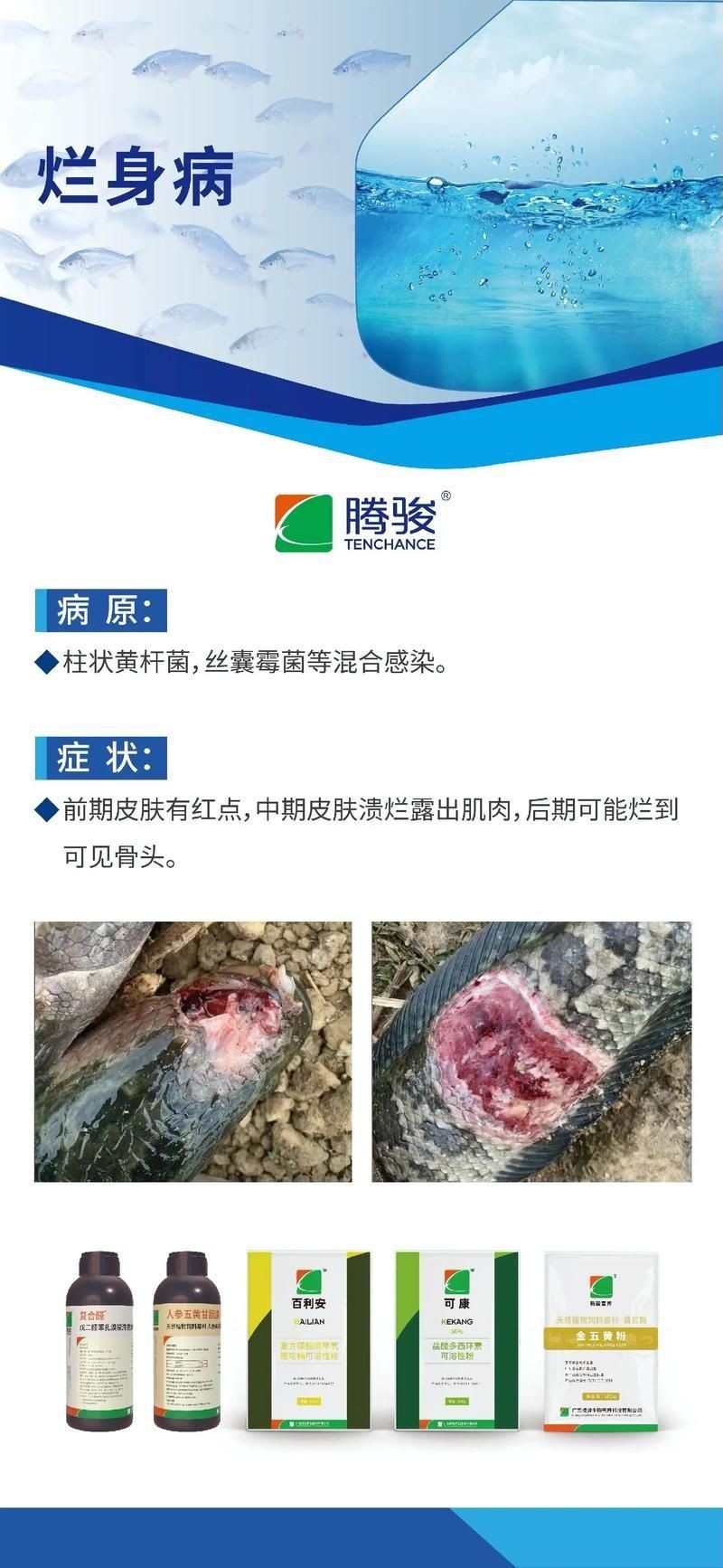 魚身上潰爛的癥狀圖片【關于魚身上潰爛的癥狀圖片】