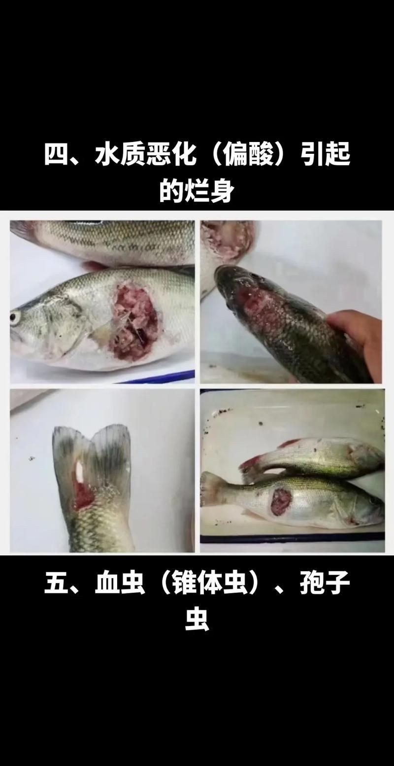 魚身上潰爛的癥狀圖片【關于魚身上潰爛的癥狀圖片】