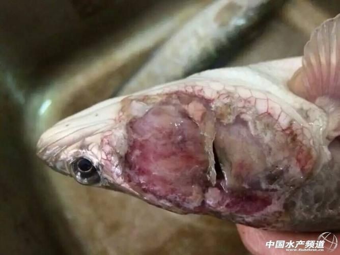 魚身上潰爛的癥狀圖片【關于魚身上潰爛的癥狀圖片】
