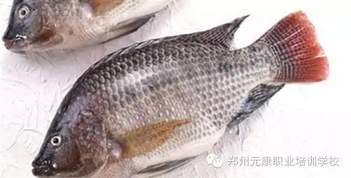 福壽魚(yú)吃了不健康嗎【博禾醫(yī)生吃福壽魚(yú)的好處和壞處有哪些福壽魚(yú)對(duì)人體有害嗎】