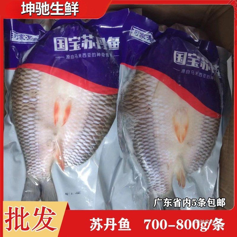 馬來忘不了魚圖片多少錢【馬來西亞名貴魚種“忘不了魚”,湖州大叔養出國產版!】 龍魚百科 第2張 馬來忘不了魚圖片多少錢【馬來西亞名貴魚種“忘不了魚”,湖州大叔養出國產版!】 馬來忘不了魚圖片多少錢【馬來西亞名貴魚種“忘不了魚”,湖州大叔養出國產版!】 龍魚百科 第2張