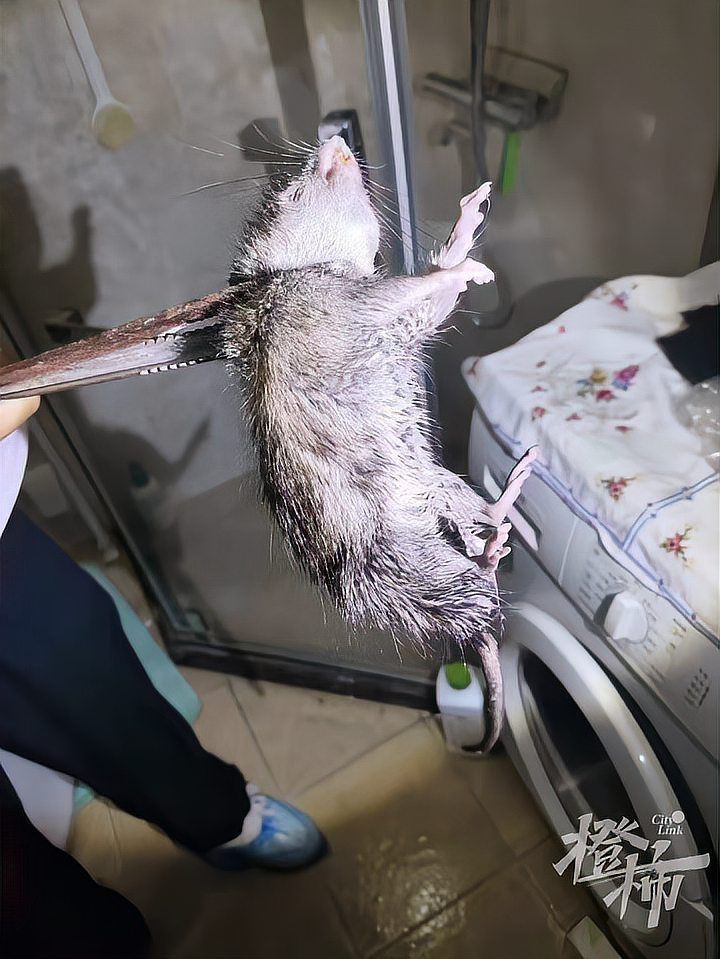 滅鼠公司收費明細【《滅鼠公司收費明細》】 龍魚百科 第6張 滅鼠公司收費明細【《滅鼠公司收費明細》】 滅鼠公司收費明細【《滅鼠公司收費明細》】 龍魚百科 第6張