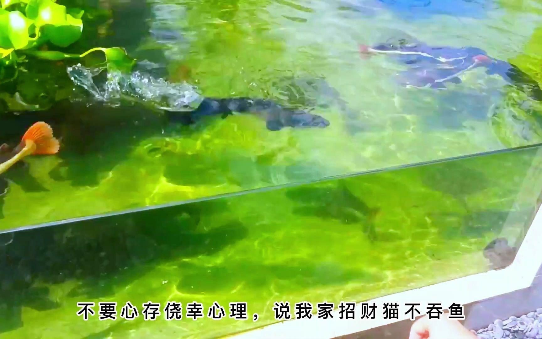招財貓魚的最佳混養伙伴【招財貓魚混養最佳搭配】