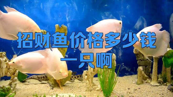 30公分的招財魚多少錢一條【招財魚價格多少錢一只】