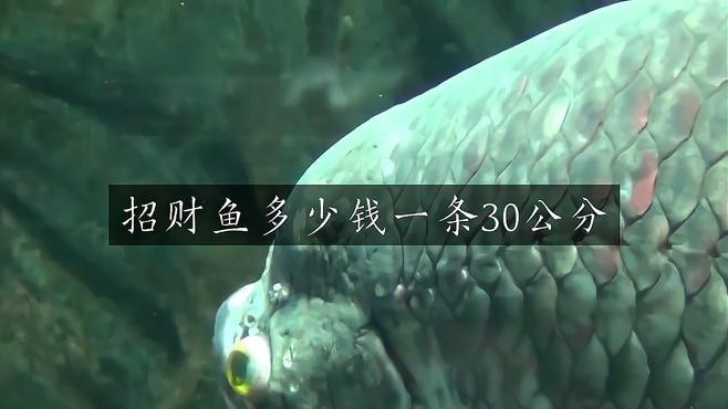 30公分的招財魚多少錢一條【招財魚價格多少錢一只】