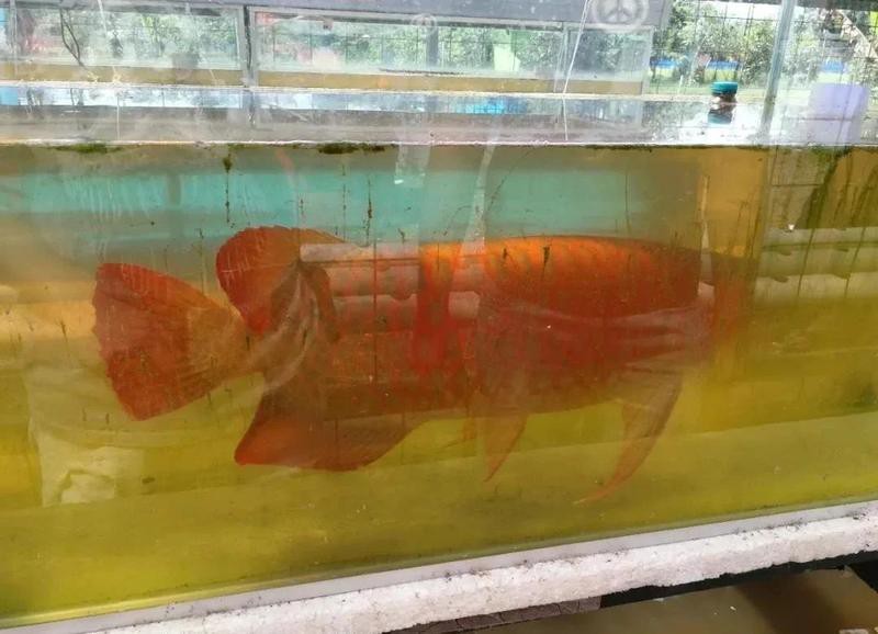 什么血統的紅龍最好【《什么紅龍統的紅龍可能是性價比更高的選擇何種血統】