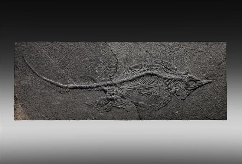 魚龍化石如何保存？【《魚龍化石如何保存》魚龍化石如何保存視頻教你輕松搞定】