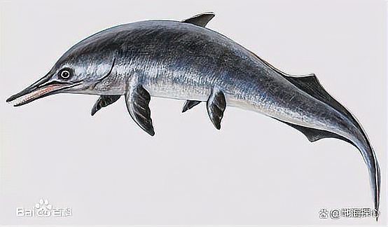 魚龍化石如何保存？【《魚龍化石如何保存》魚龍化石如何保存視頻教你輕松搞定】