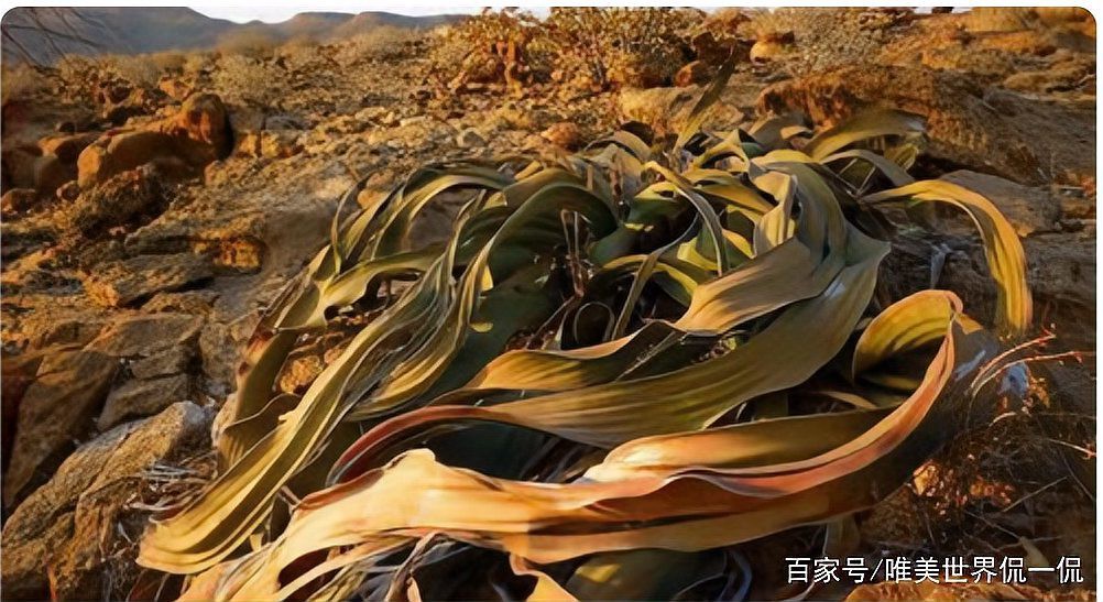 世界上壽命最長的魚排名【世界上壽命最長壽的魚類展現出驚人的生命力與適應力】