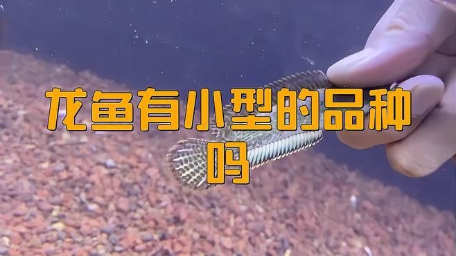 十大最漂亮小型龍魚【十大最漂亮的小型龍魚品種】