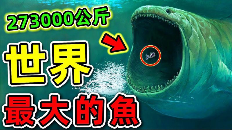 世界上最大的金龍魚有多大【世界上最大的金龍魚排名心靈墨者鋒金龍魚體型大小】
