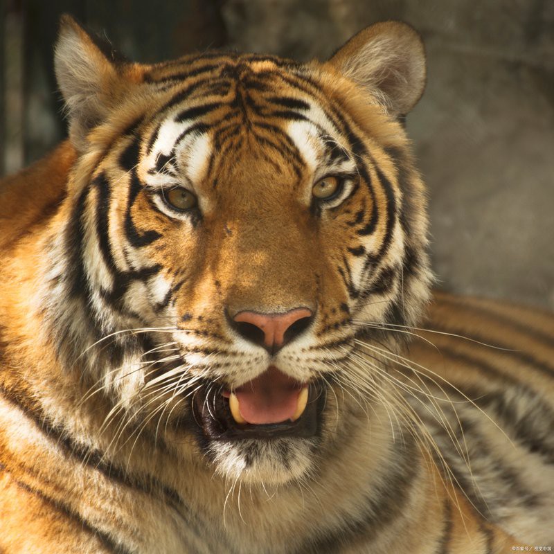 世界各國老虎數量排名【全球55只野生虎數量】