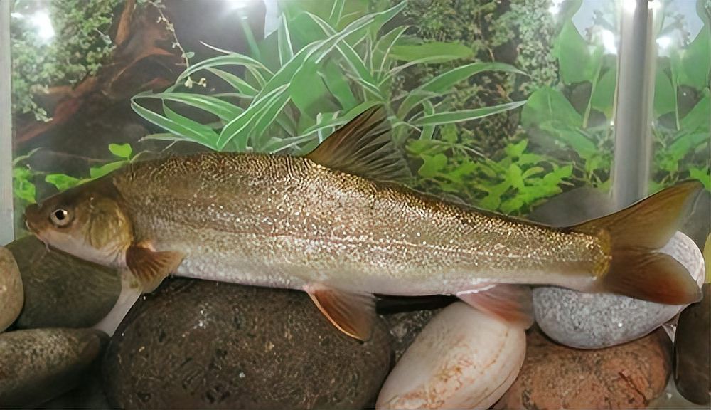申古寶石魚為什么貴【為什么申古寶石魚價格昂貴？】