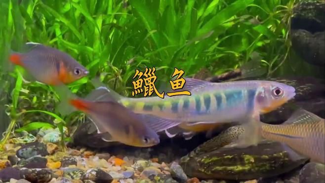 鱲魚有幾種【養魚的小李鱲魚甜甜莓莓醬溪流三兄弟大揭秘】