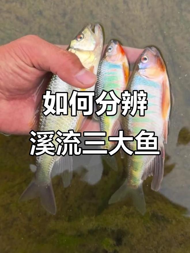 鱲魚有幾種【養魚的小李鱲魚甜甜莓莓醬溪流三兄弟大揭秘】