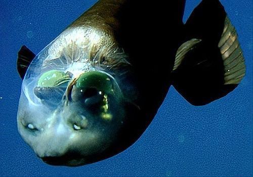 海洋十大不明生物【海洋十大不明生物中哪個最神秘】