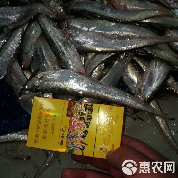 毛刀魚是淡水魚還是海魚【毛刀魚的分類】