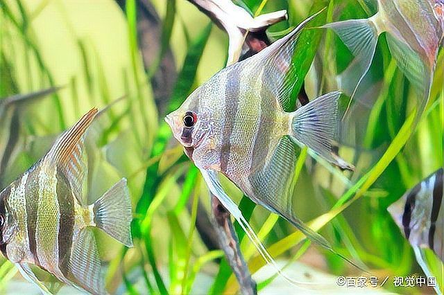 魚鱗腐爛最快解決方法【《魚鱗腐爛最快解決方法》】