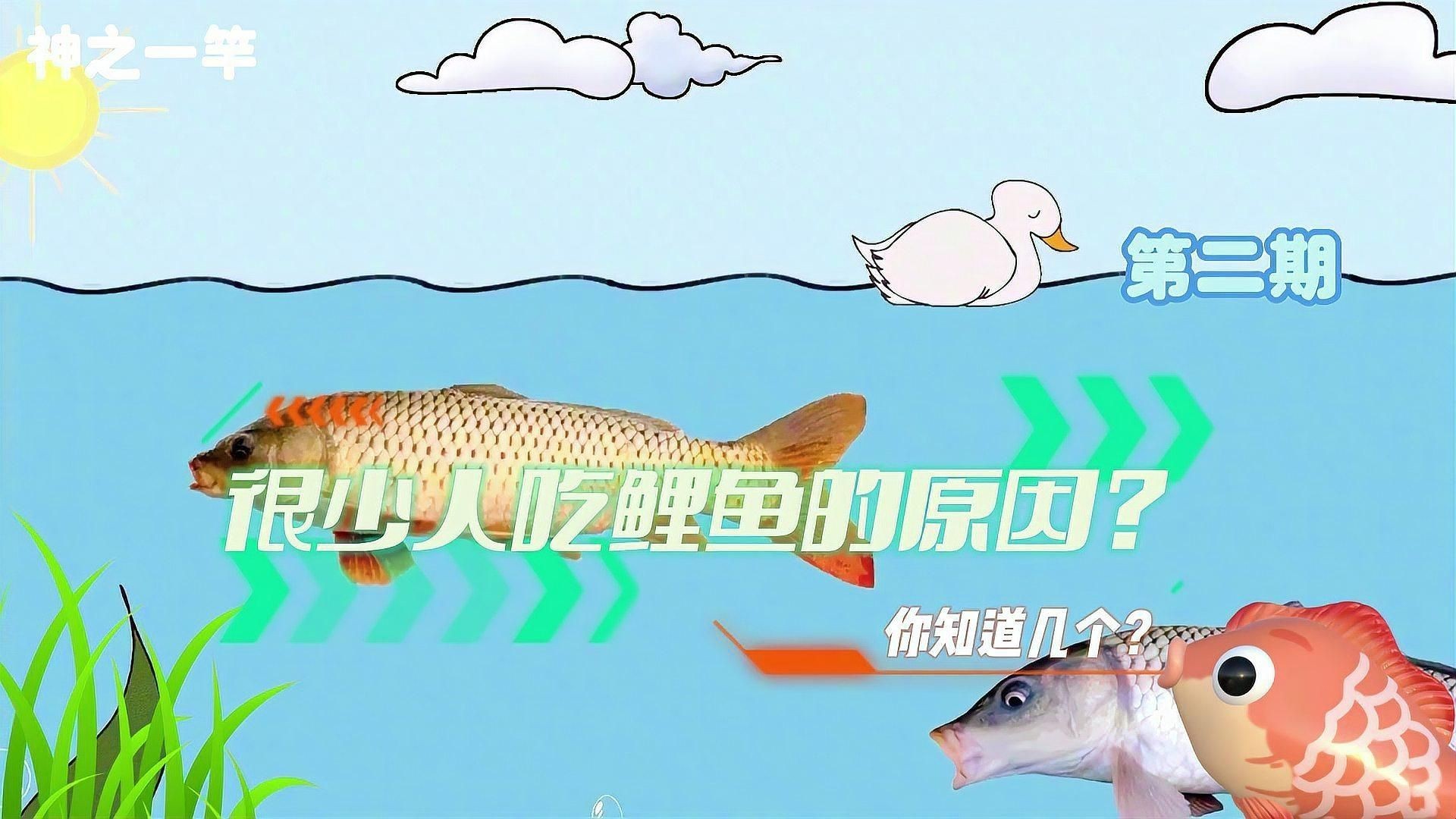 鯉魚為何盡量少吃【在北方深受歡迎的鯉魚】