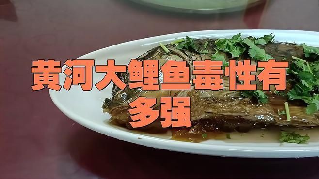 鯉魚(yú)為何盡量少吃【在北方深受歡迎的鯉魚(yú)】