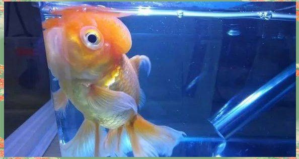 魚炸鱗治療期間需要停食嗎？【金魚腹水炸鱗治療經(jīng)驗分享】