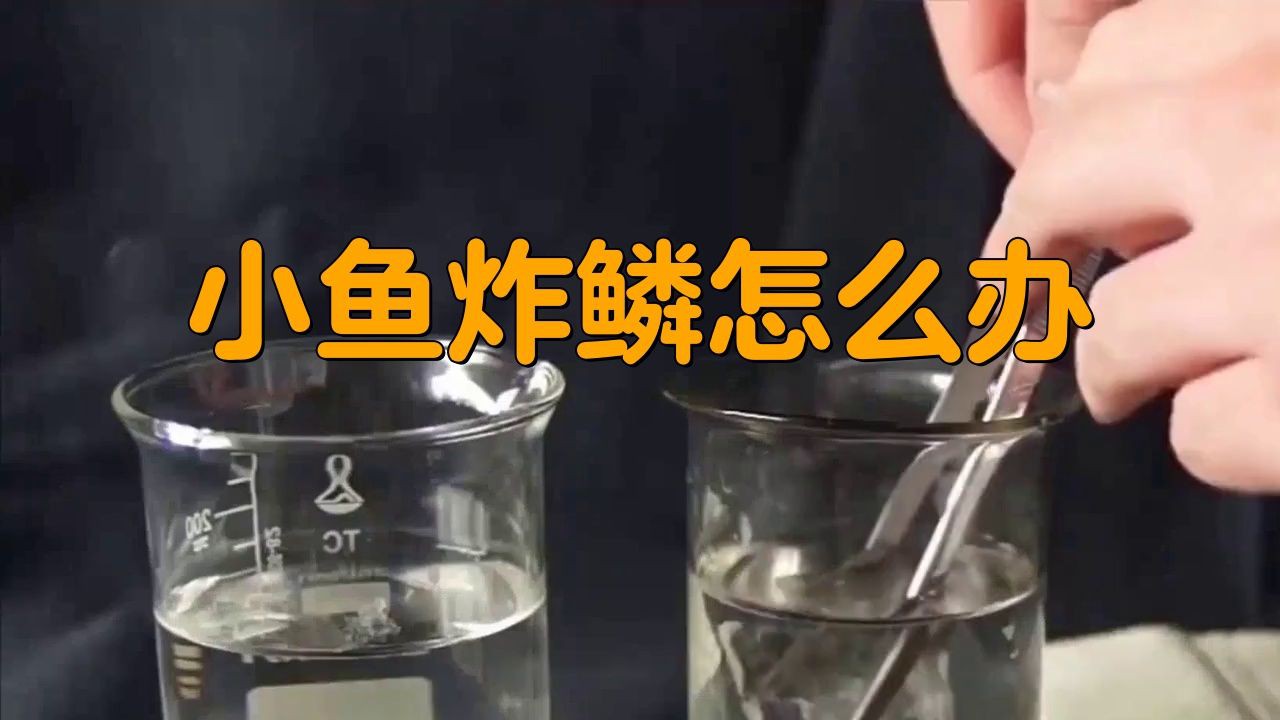 魚炸鱗治療期間需要停食嗎？【金魚腹水炸鱗治療經(jīng)驗分享】