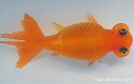 魚炸鱗治療期間需要停食嗎？【金魚腹水炸鱗治療經(jīng)驗分享】
