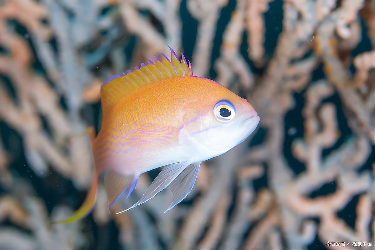 魚身上長白點(diǎn)【魚身上長白點(diǎn)是什么原因怎么治療】