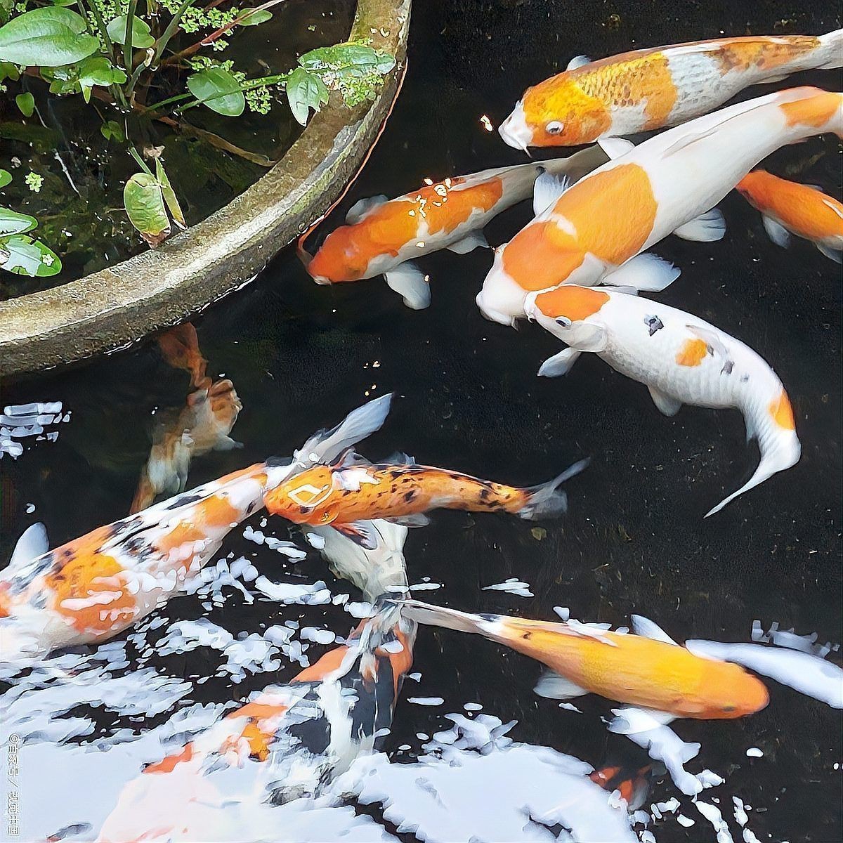 魚身上長白點【魚身上長白點是什么原因怎么治療】