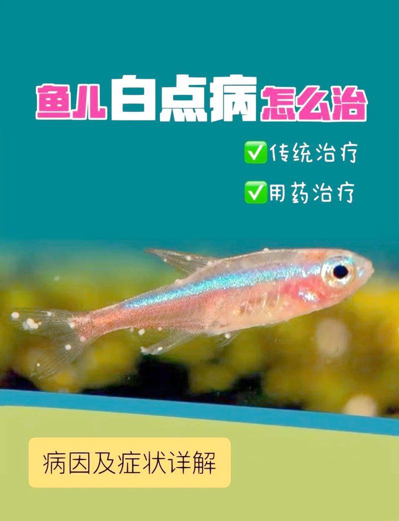 魚身上長白點(diǎn)【魚身上長白點(diǎn)是什么原因怎么治療】