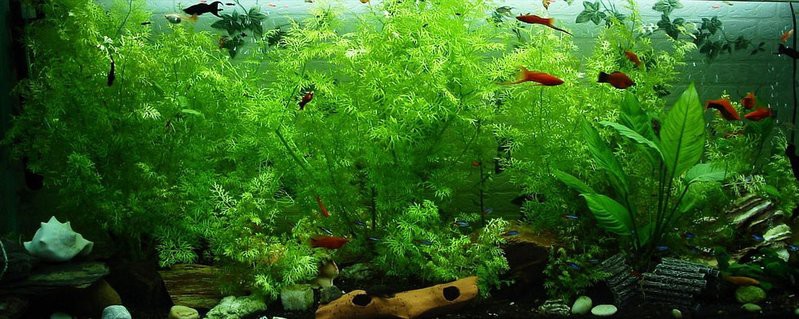 岱岳水族店【岱岳區(qū)哪家水族店口碑最好】