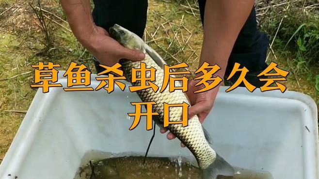 魚缸殺蟲后多久見效【水產殺蟲后多長時間見效】