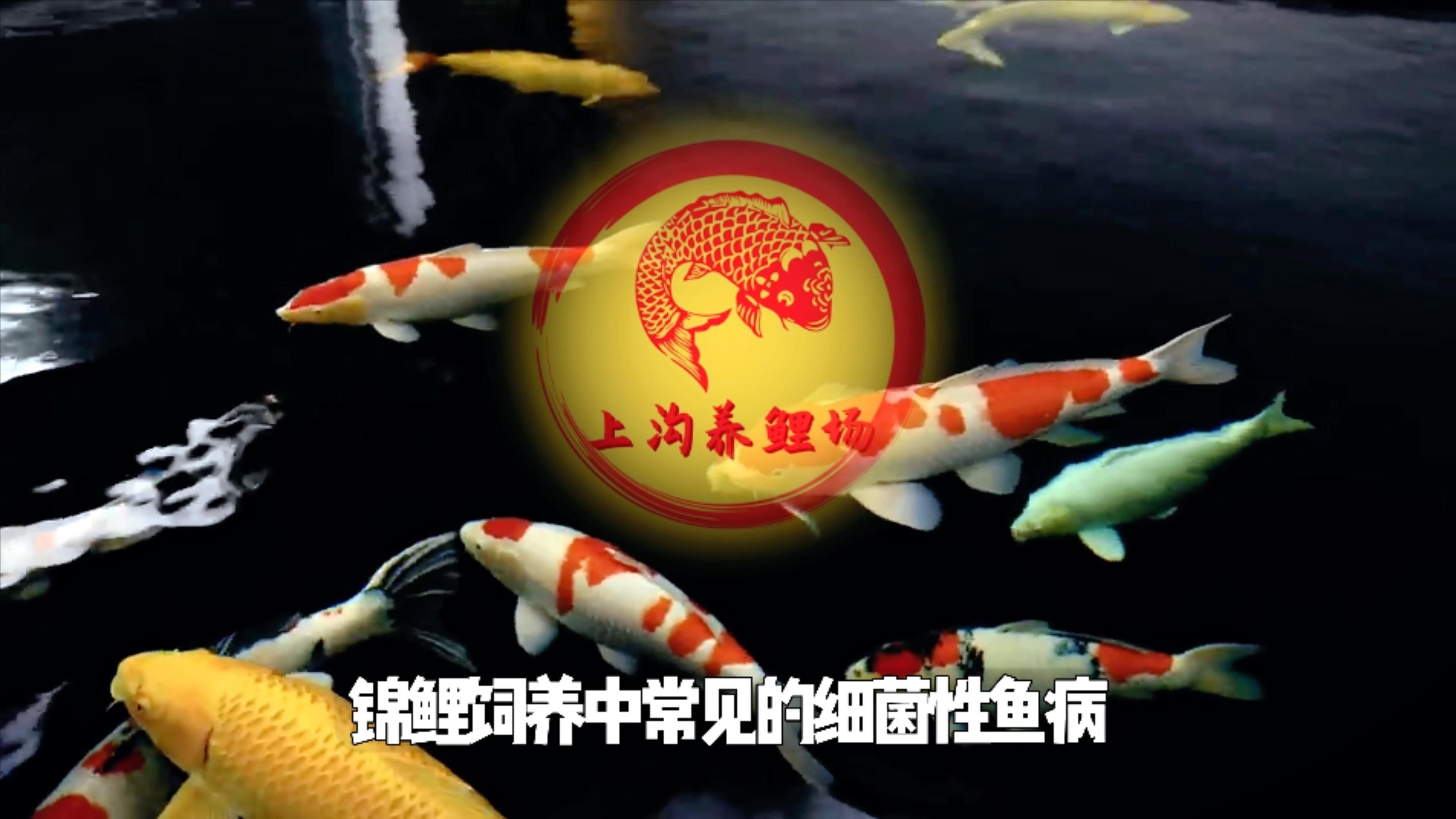 海水魚體表細菌感染的癥狀有哪些？【如何判斷錦鯉細菌性感染】