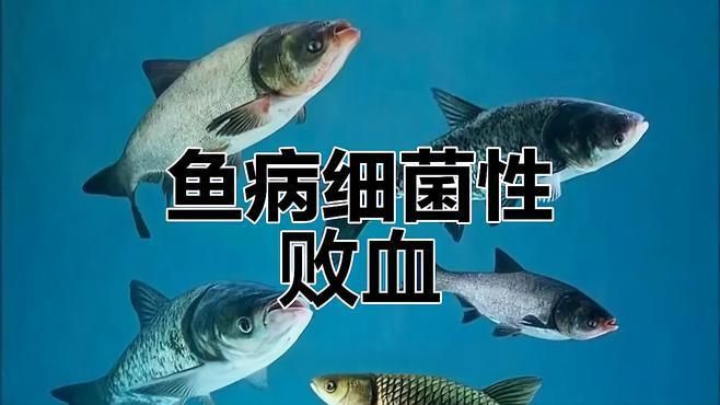 海水魚體表細菌感染的癥狀有哪些？【如何判斷錦鯉細菌性感染】